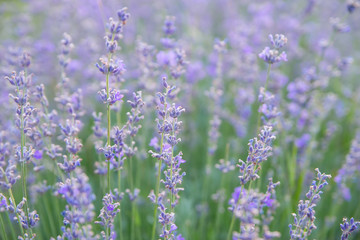 field of lavender flowers close up