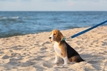 little cute tricolor Beagle puppy, sad look.