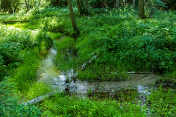 Strumyk strumień źródło wody rezerwat rzeki stążki las lato
