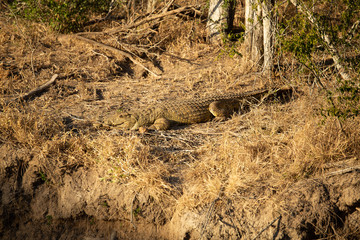 Crocodile sunning herself on the banks of a watering hole. 