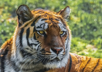 Amurtiger Porträt