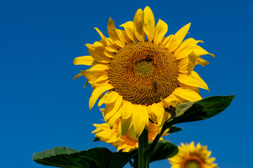 Flowering sunflower against a blue sky background. Closeup. Landed bees.