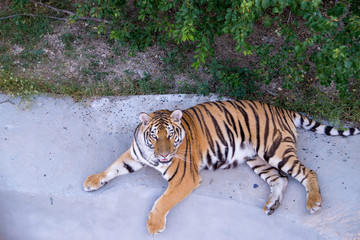 big adult tiger lying on the ground