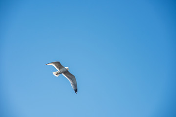 Seagull flying free in the sky