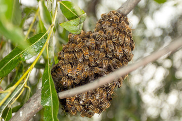 Bees making temporary hive