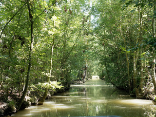 Balade dans le Marais poitevin. Le long du canal de Forges, sous les frènes et peupliers verdoyant
