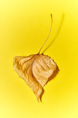dry leaf in still life on yellow background