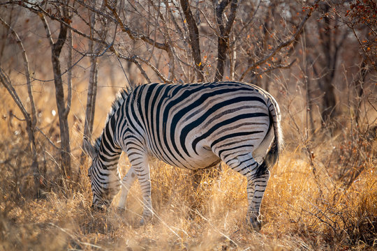 Zebra in the glorious morning light of a lowveld winters day.