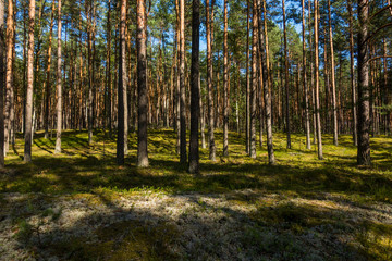 Las sosnowy sosna sosny droga w lesie bory lato drzewa