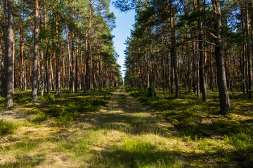 Las sosnowy sosna sosny droga w lesie bory lato drzewa © Dariusz