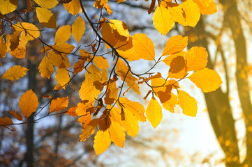 Autumn leaves close-up. Bright orange colors and sunrays. For wallpaper or background