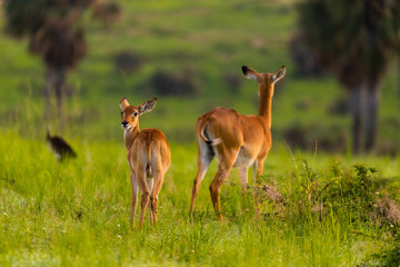 Naklejka na ściany i meble Two kob antelopes in the Murchison Falls National Park