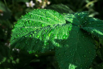 Green leaves close up