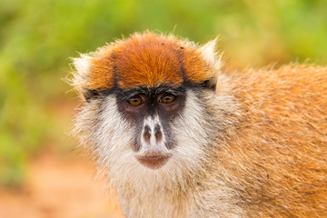 An eastern patas monkey looking in the camera