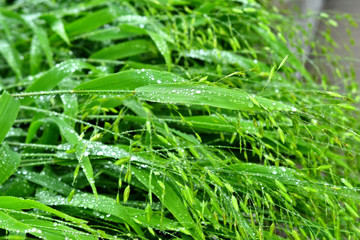  Selective focus. image. Close-up of fresh green foliage with water drops after rain - image