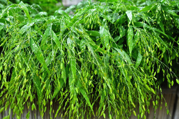  Selective focus. image. Close-up of fresh green foliage with water drops after rain - image