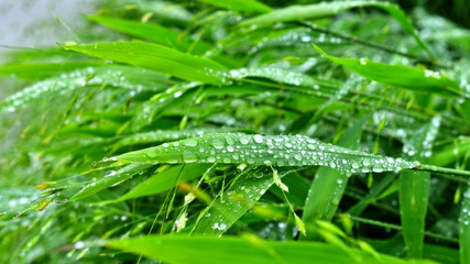  Selective focus. image. Close-up of fresh green foliage with water drops after rain - image