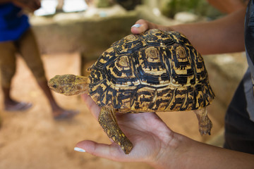 Woman holding a little turtle in her hands close up