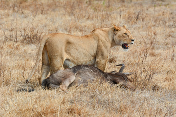 Lioness with her wildebeast kill