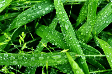  Selective focus. image. Close-up of fresh green foliage with water drops after rain - image