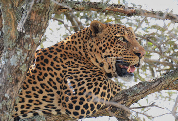 Close up of leopard in a tree