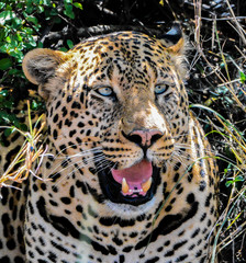 Leopard in the bushes