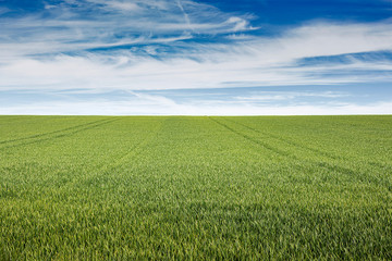 ein großes grünes Feld mit Blick auf den Horizont un dem sommerlichem Himmel