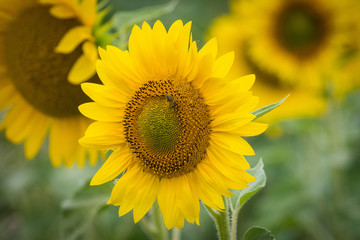 Sunflowers