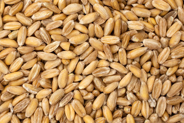 Lot of whole fresh beige dinkel wheat grain macro flatlay isolated