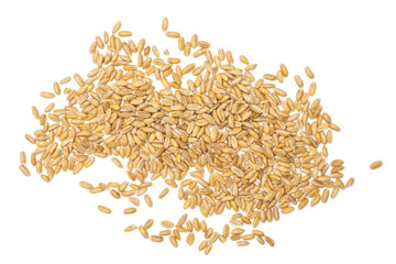 Lot of whole fresh beige dinkel wheat grain heap flatlay isolated on white background