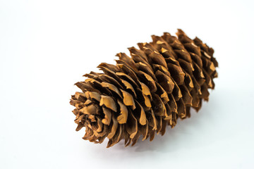 pine cone isolated on white background