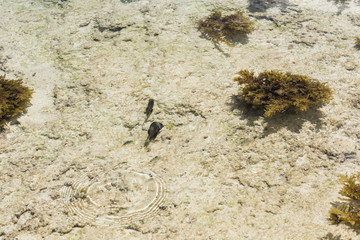 Small fish against background of seabed.