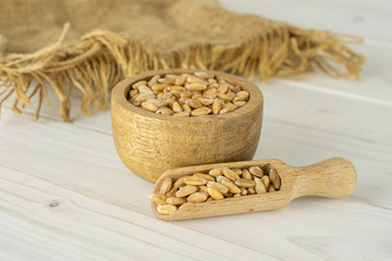 Lot of whole fresh beige dinkel wheat grain in a wooden bowl with wooden scoop and jute cloth on white wood