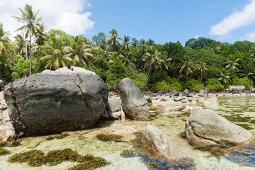 Fototapeta na wymiar Seychelles coast view of rocks and seaweed