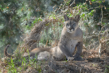 Mountain Lion (Felis concolor) or cougar, lying down, looking at camera, rehabilitation center, South Africa.