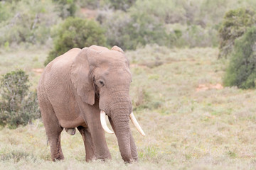 Fototapeta na wymiar African Elephant (Loxodonta africana) bull on savanna, Addo National Park, Eastern Cape Province, South Africa