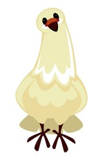 Pigeon or dove isolated bird peace symbol wild animal