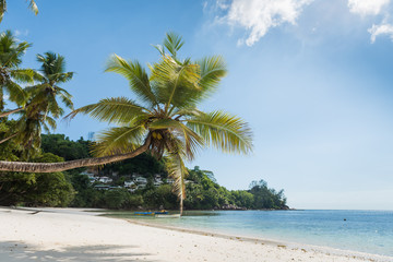 Seychelles beach view with coconut palm