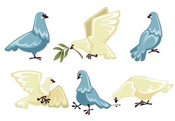 Pigeons or doves isolated wild birds flying and sitting