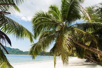Beautiful palm trees on tropical island.