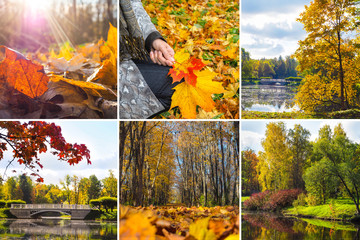 Collage with bright views of autumn. Autumn landscape collage