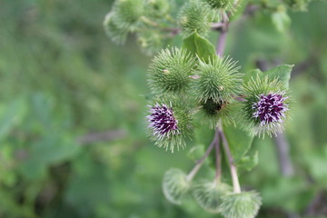 wild Thistle flower in the field in summer 
