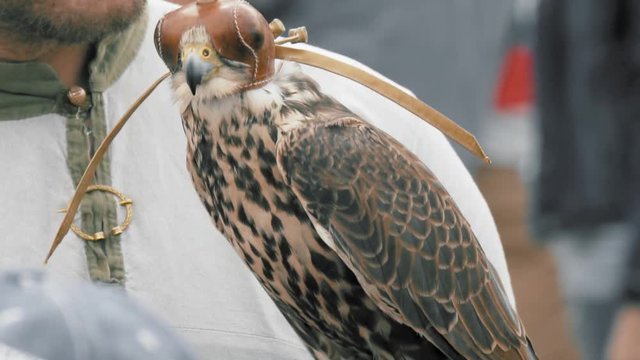 Tamed bird of prey (falcon) on master's arm, falconry, tamed natural predator