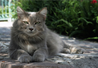Lesbos Greece cat