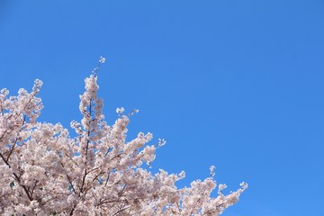 Cherry Blossom branches in DC