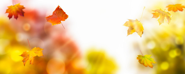 fallendes herbstlaub