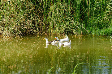 A cute family of ducks