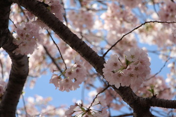 Cherry Blossom branch in Washington, DC