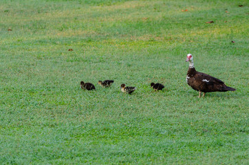 A cute family of ducks
