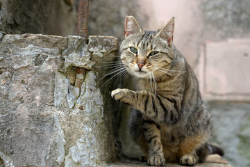 Stray cat in Calcata Italy